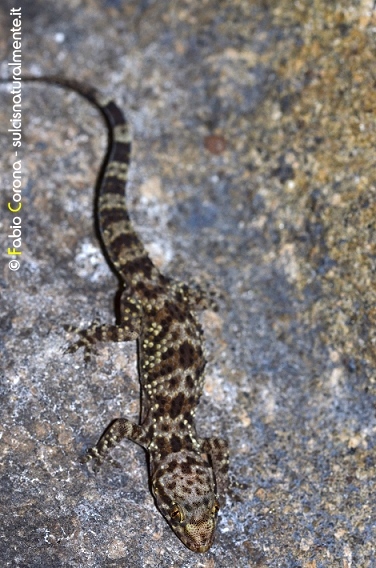 Geco verrucoso (Hemidactylus turcicus)